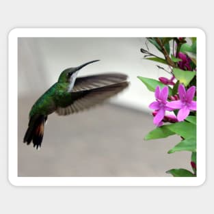 Hummingbird Sticker